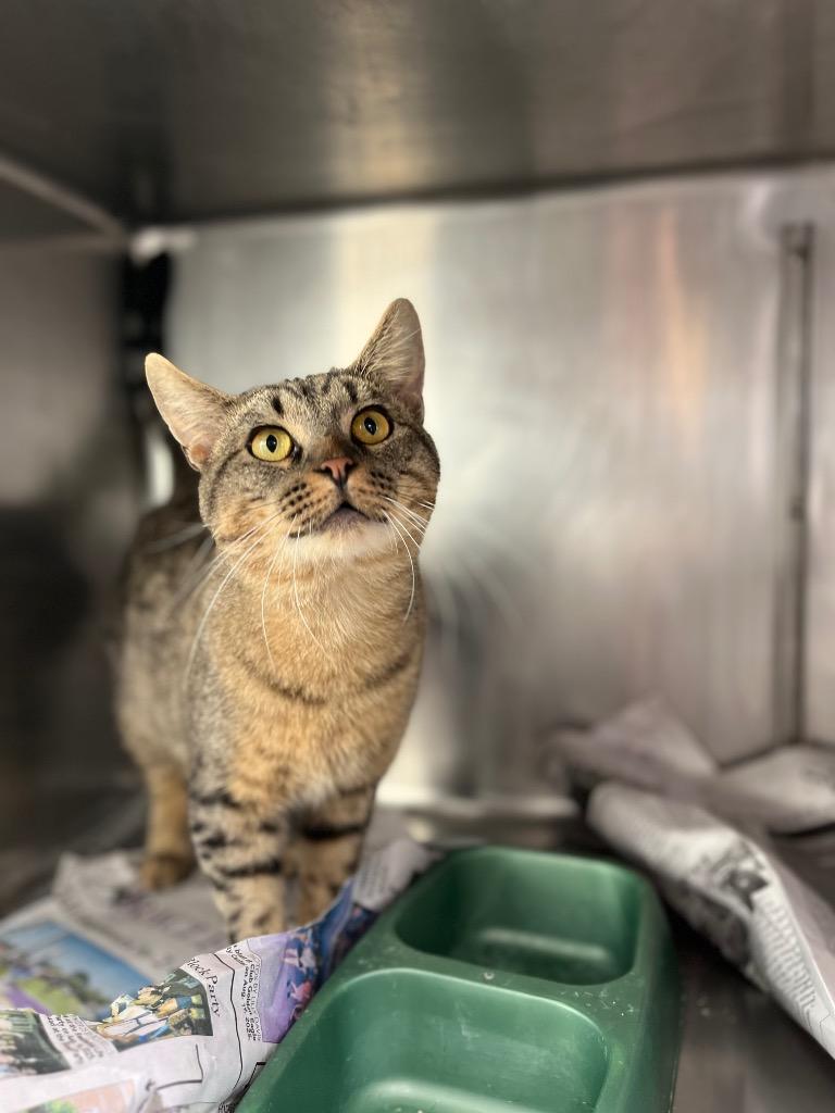 Oscar, Adoptable, Adult Male Domestic Short Hair.