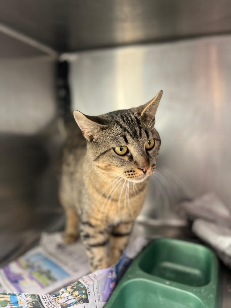 Enlarge Oscar, a Adoptable mixed breed in Hopkinsville, KY image 2/5