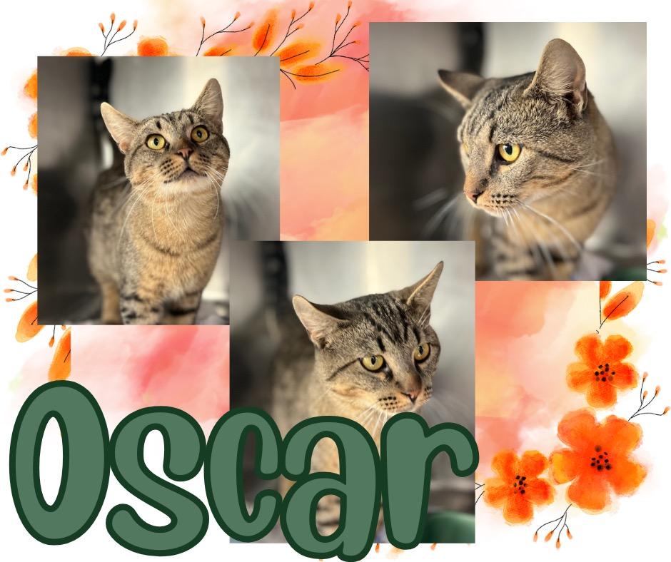 Enlarge Oscar, a Adoptable mixed breed in Hopkinsville, KY image 3/5