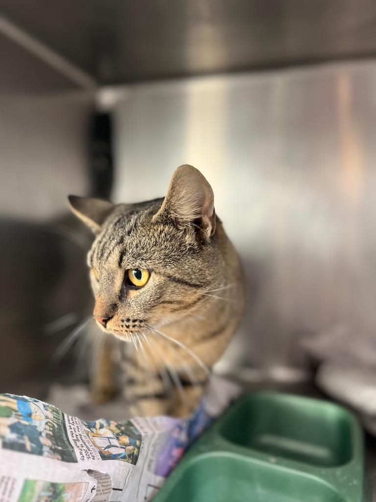 Enlarge Oscar, a Adoptable mixed breed in Hopkinsville, KY image 4/5