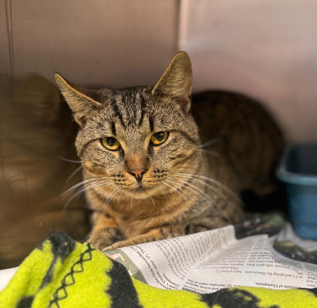 Enlarge Oscar, a Adoptable mixed breed in Hopkinsville, KY image 5/5