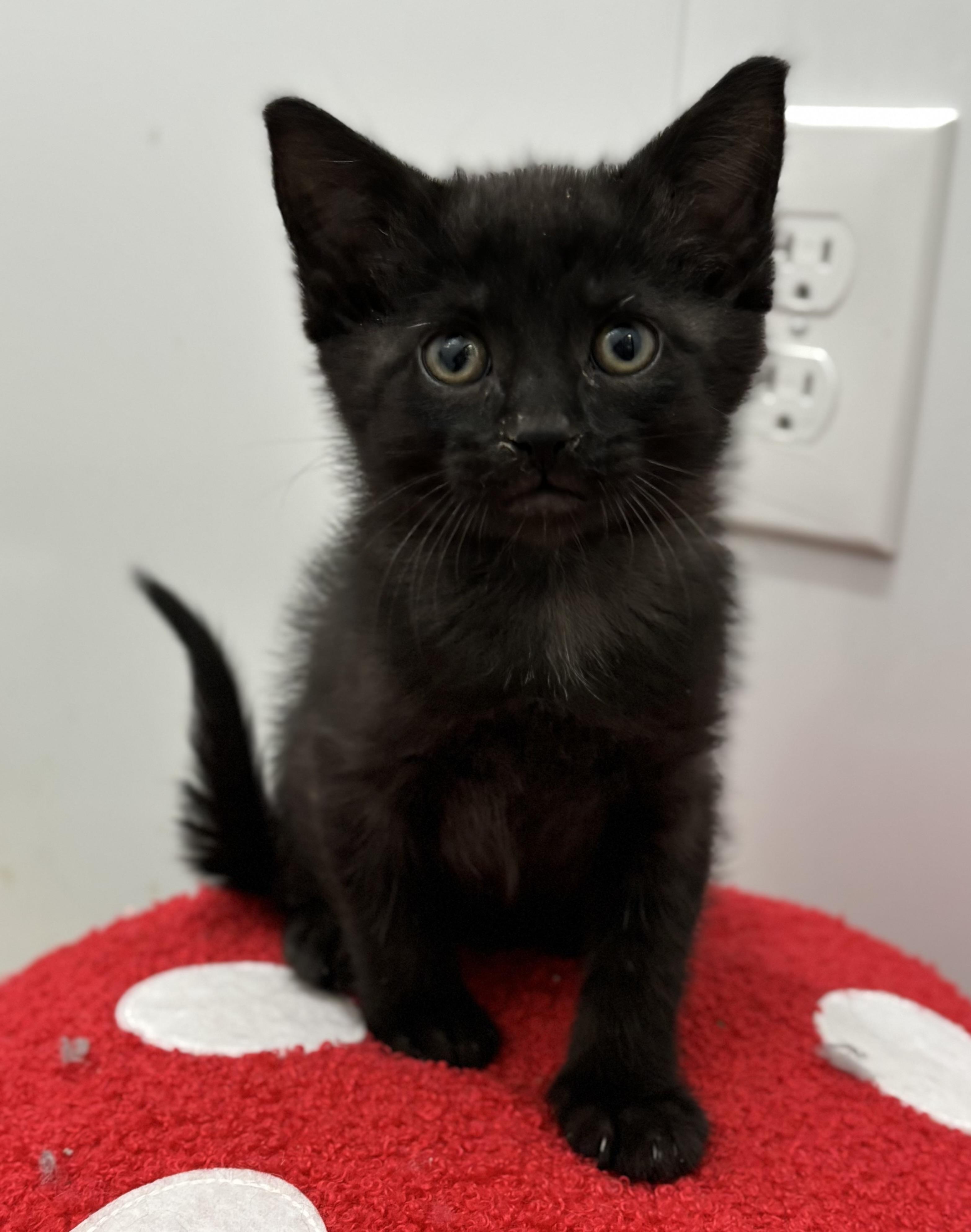 Cheri, an adoptable Domestic Short Hair in Richland Center, WI_image-1