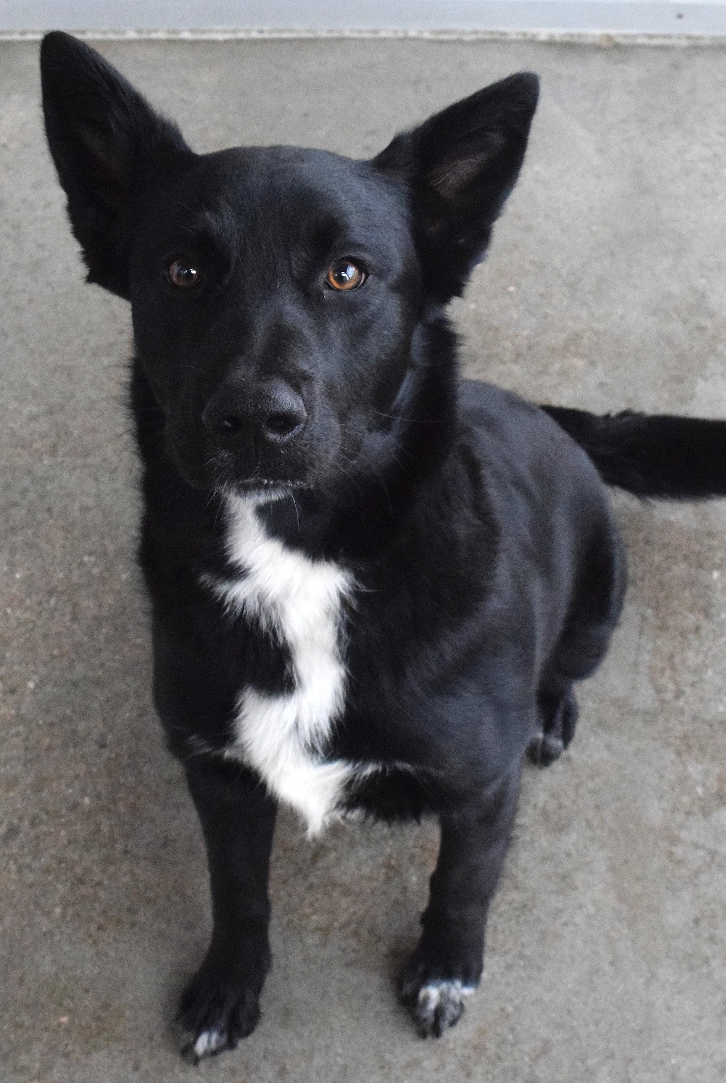 Enlarge #21971, a ADOPTABLE mixed breed in Broken Arrow, OK image 1/1