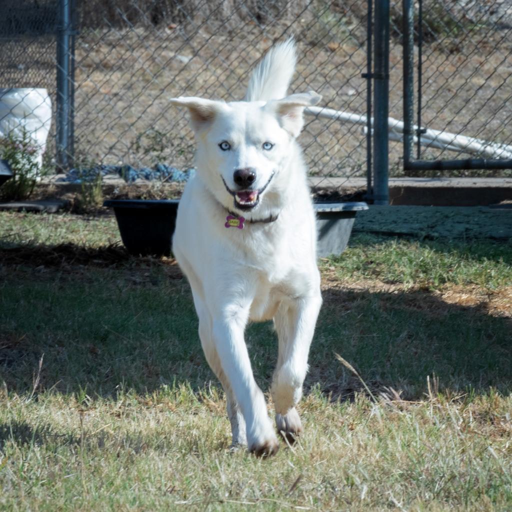 Gabe, a Adoptable mixed breed in Wimberley, TX image 1/6