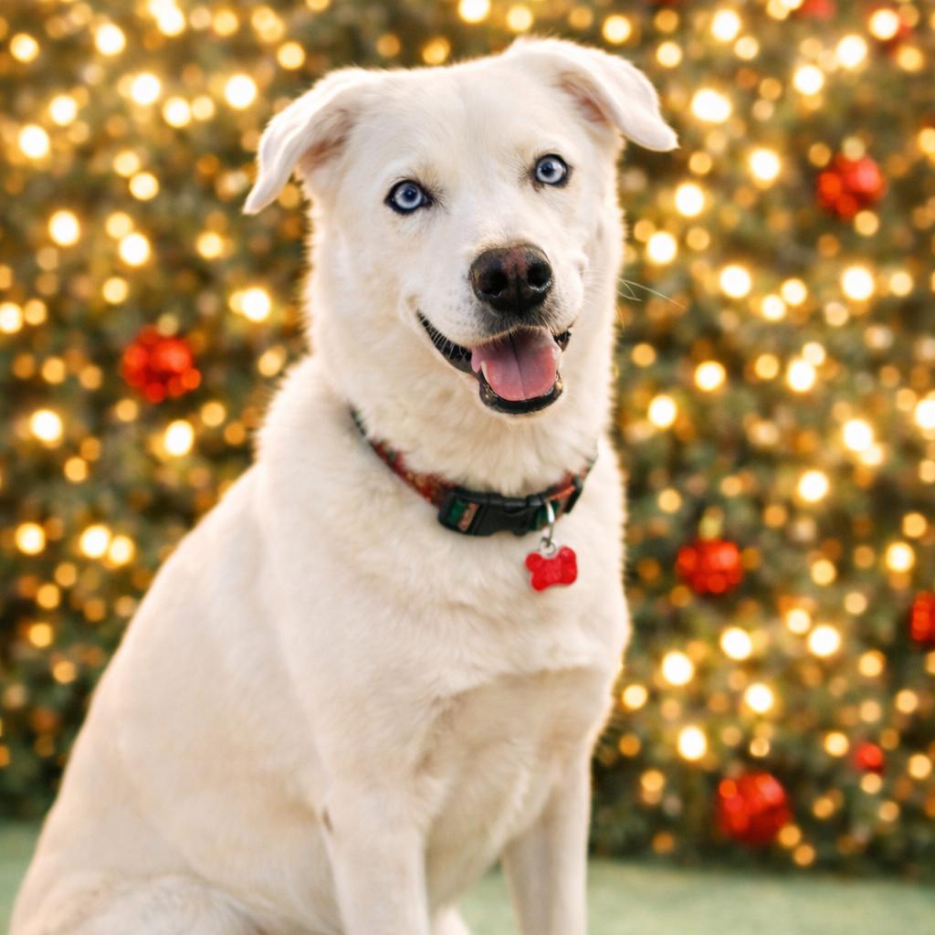 Gabe, Adoptable, Adult Male Siberian Husky & Cattle Dog.
