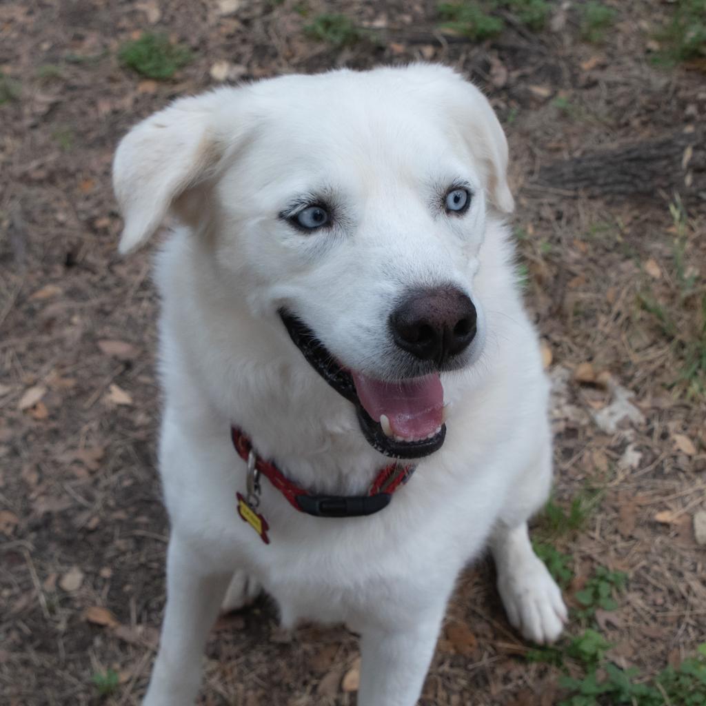Enlarge Gabe, a Adoptable mixed breed in Wimberley, TX image 2/6