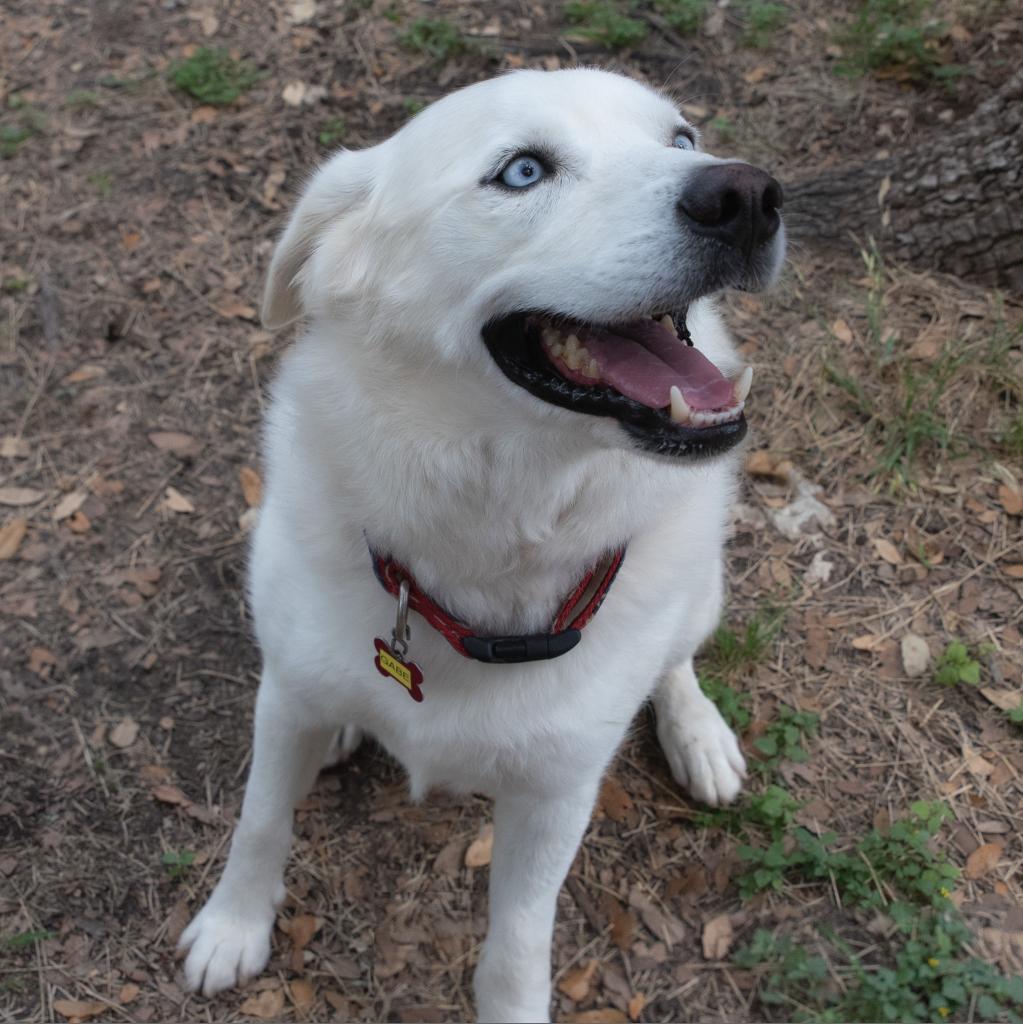 Enlarge Gabe, a Adoptable mixed breed in Wimberley, TX image 4/6