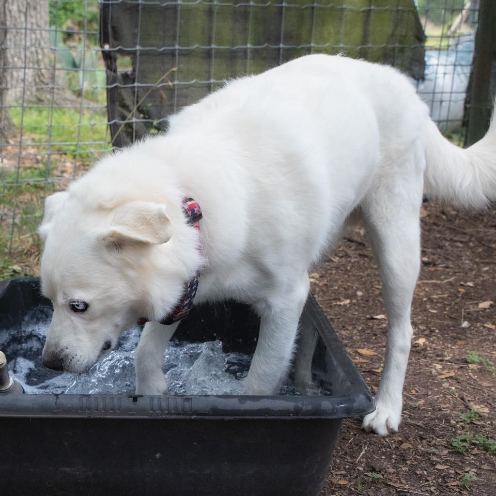 Gabe, a Adoptable mixed breed in Wimberley, TX image 3/6