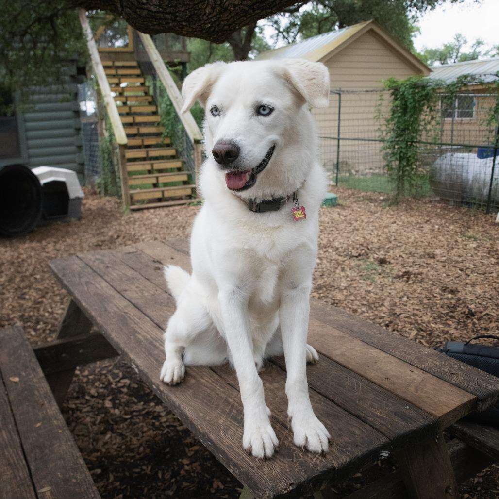 Gabe, a Adoptable mixed breed in Wimberley, TX image 5/6