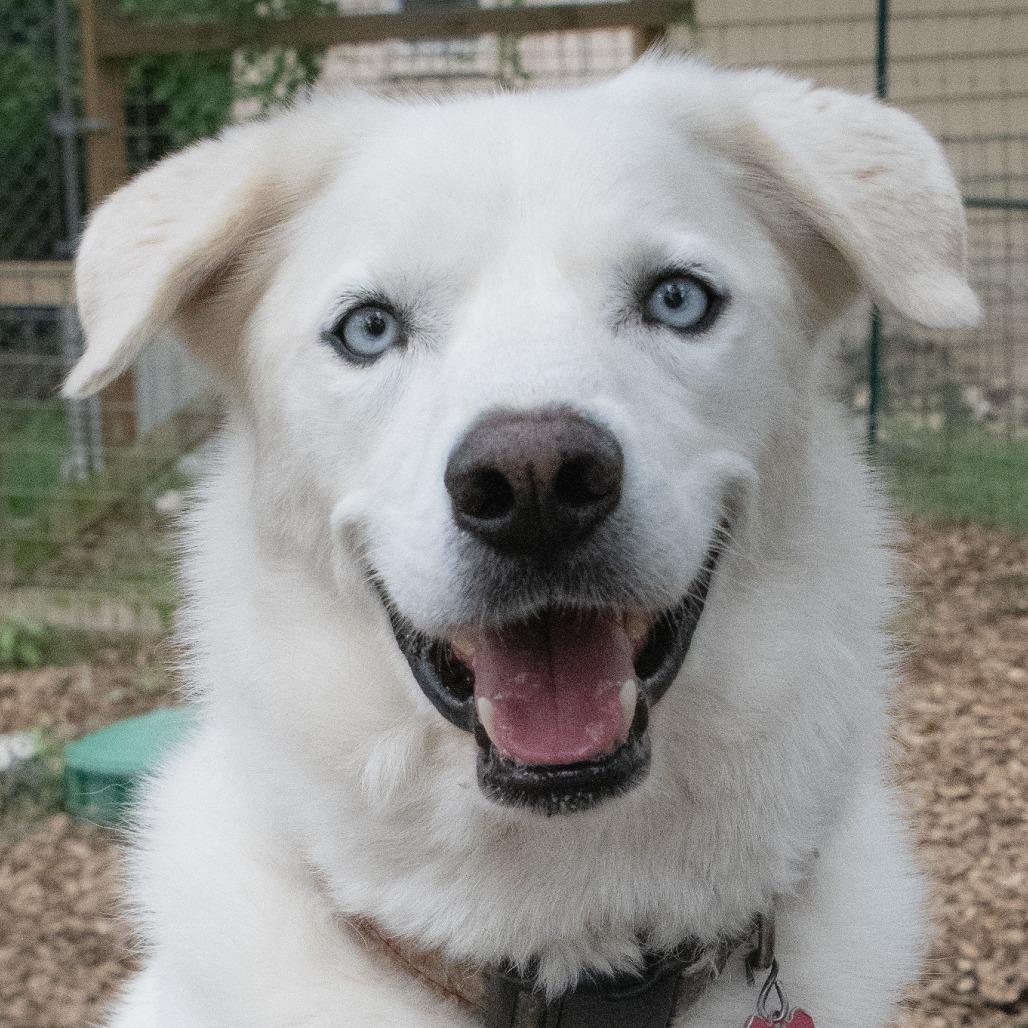 Gabe, a Adoptable mixed breed in Wimberley, TX image 6/6