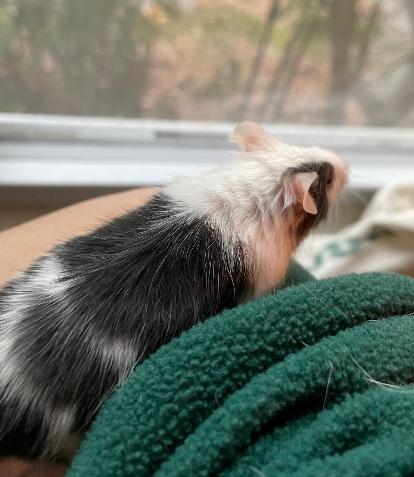 Spark Plug, adopted, Adult Male Mouse.