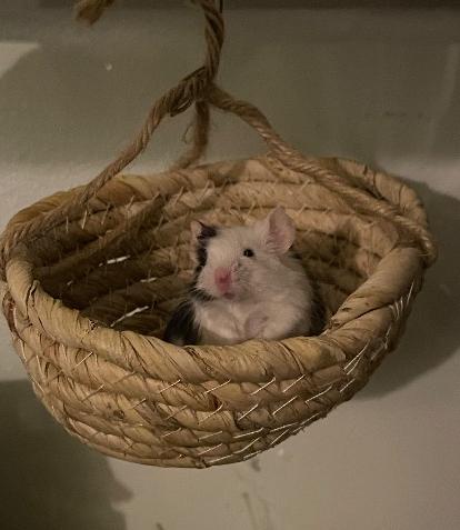 Spark Plug, an adopted Mouse in Merrimack, NH image 2/2