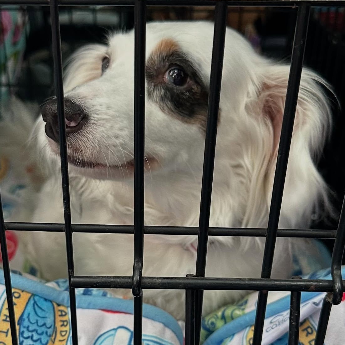 Pearl, a Adoptable Dachshund (Long Haired) in Portland, OR image 2/5