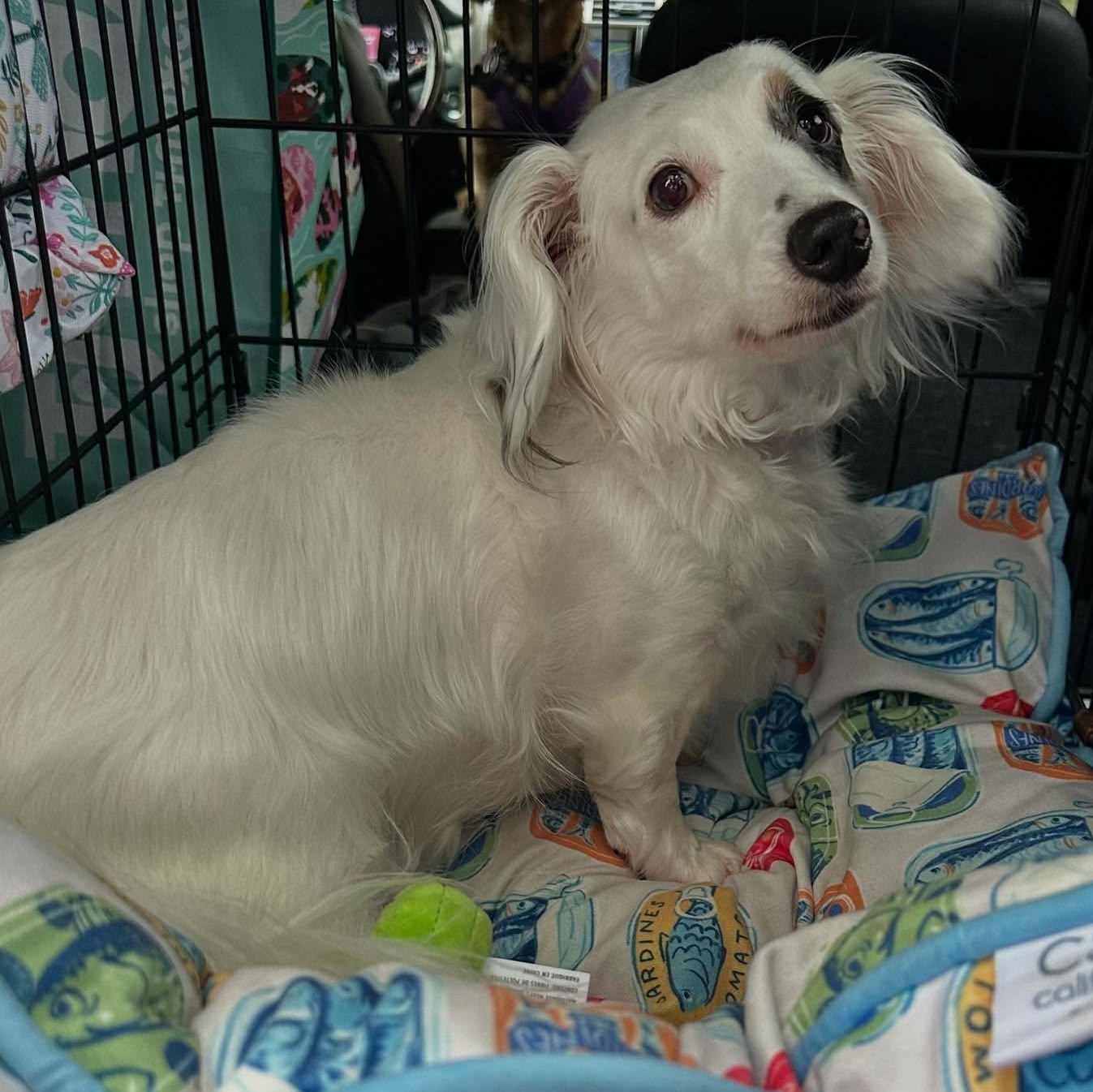 Pearl, a Adoptable Dachshund (Long Haired) in Portland, OR image 3/5