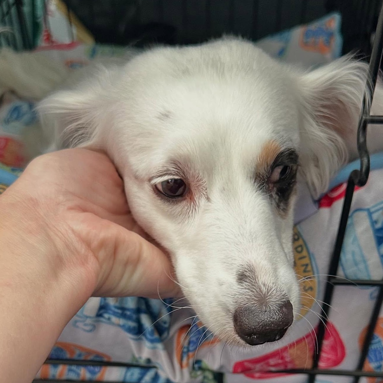 Pearl, a Adoptable Dachshund (Long Haired) in Portland, OR image 4/5