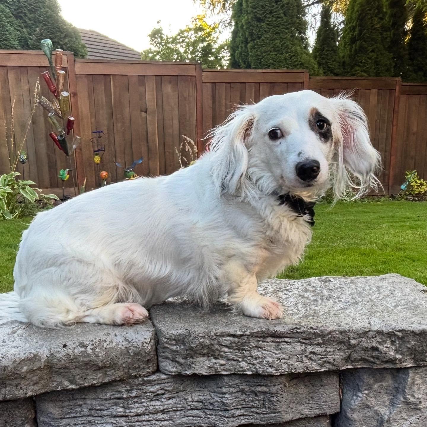 Pearl, a Adoptable Dachshund (Long Haired) in Portland, OR image 1/5