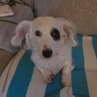 Pearl, a Adoptable Dachshund (Long Haired) in Portland, OR image 5/5