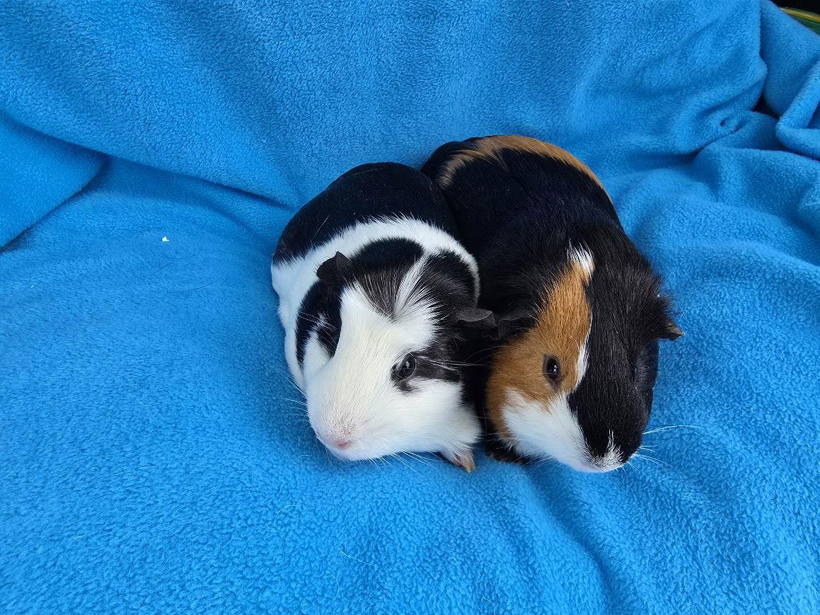 Ginny & Reese, Adopted, Adult Female Guinea Pig.