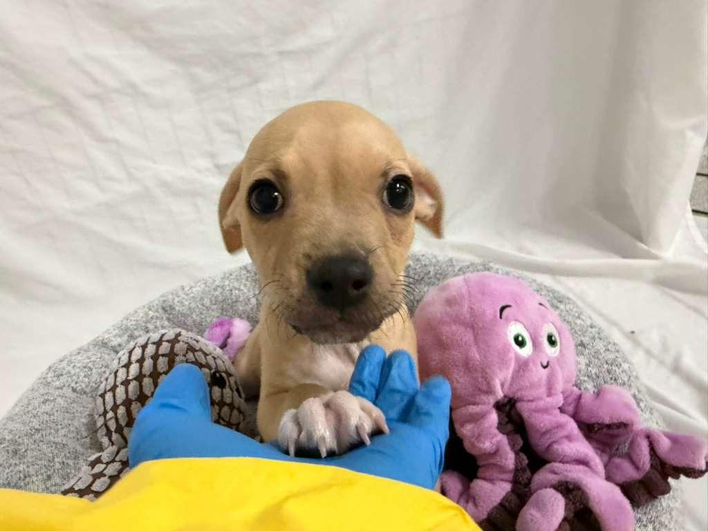 Bob Marley, Adoptable, Puppy Male Terrier & Pit Bull Terrier.