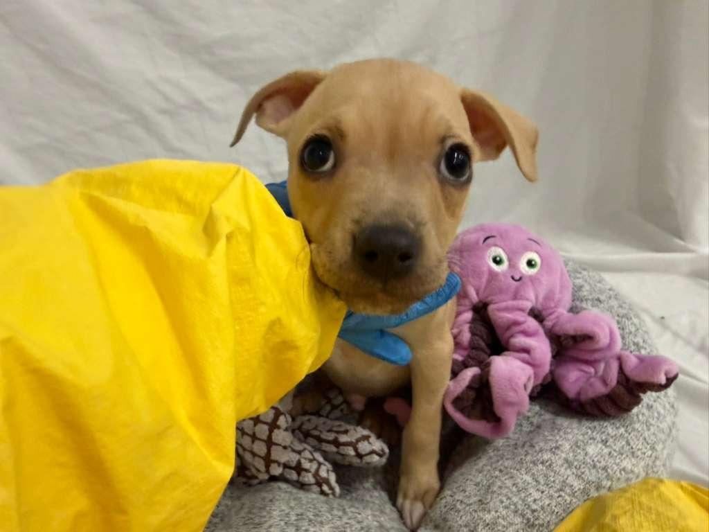 Enlarge Bob Marley, a Adoptable mixed breed in Phoenix, AZ image 2/4