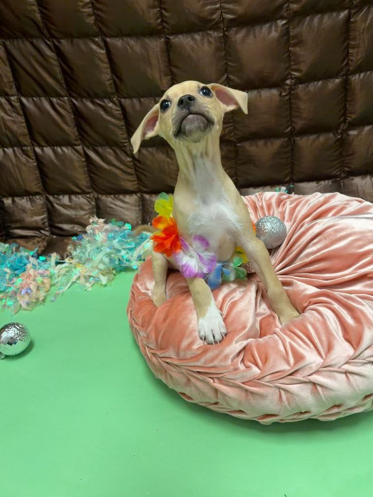 Enlarge Bob Marley, a Adoptable mixed breed in Phoenix, AZ image 3/4