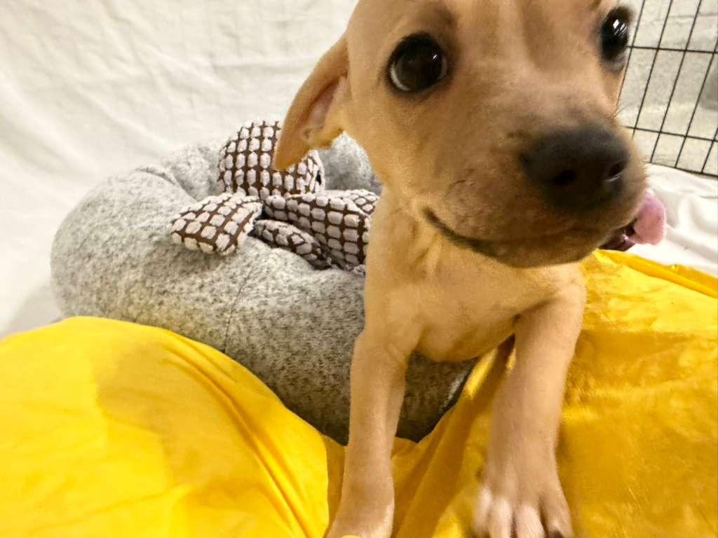 Enlarge Bob Marley, a Adoptable mixed breed in Phoenix, AZ image 4/4