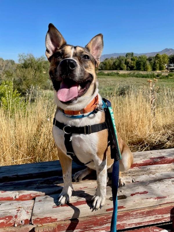 *Andie*, a Adoptable mixed breed in Salt Lake City, UT image 1/6