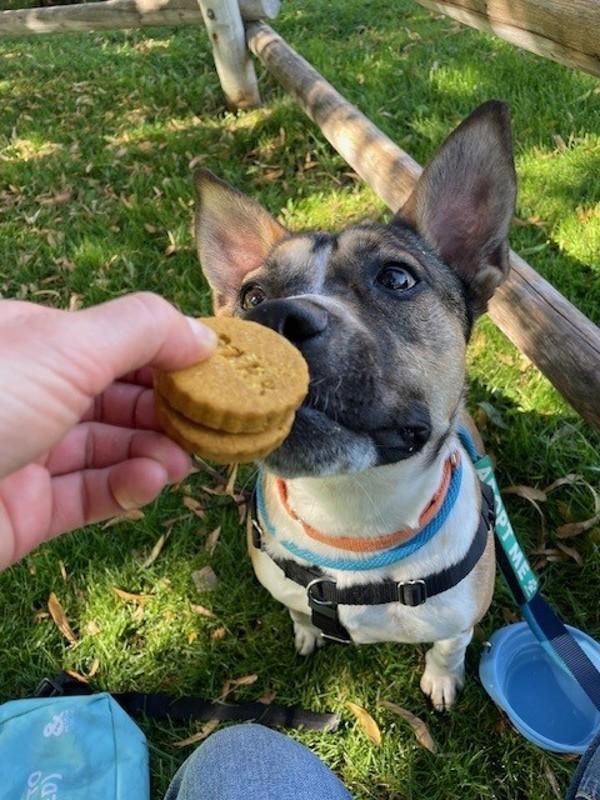 *Andie*, a Adoptable mixed breed in Salt Lake City, UT image 2/6