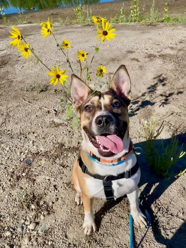 *Andie*, a Adoptable mixed breed in Salt Lake City, UT image 3/6