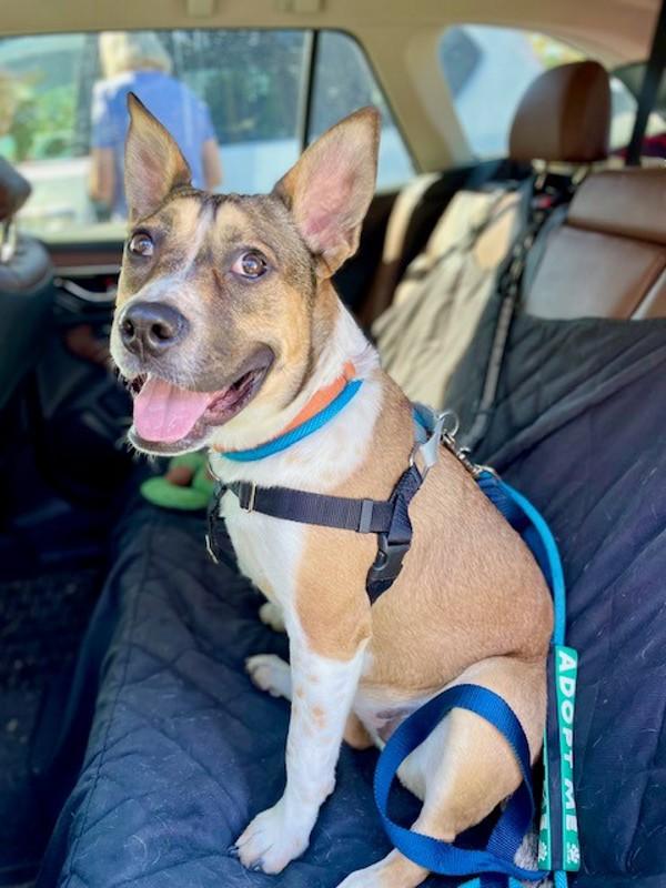 *Andie*, a Adoptable mixed breed in Salt Lake City, UT image 4/6