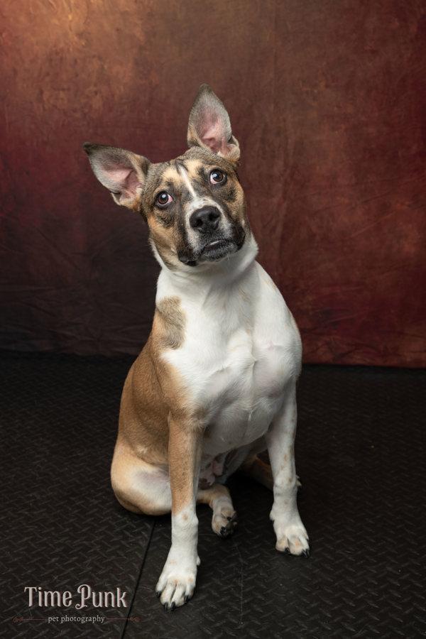 *Andie*, a Adoptable mixed breed in Salt Lake City, UT image 5/6