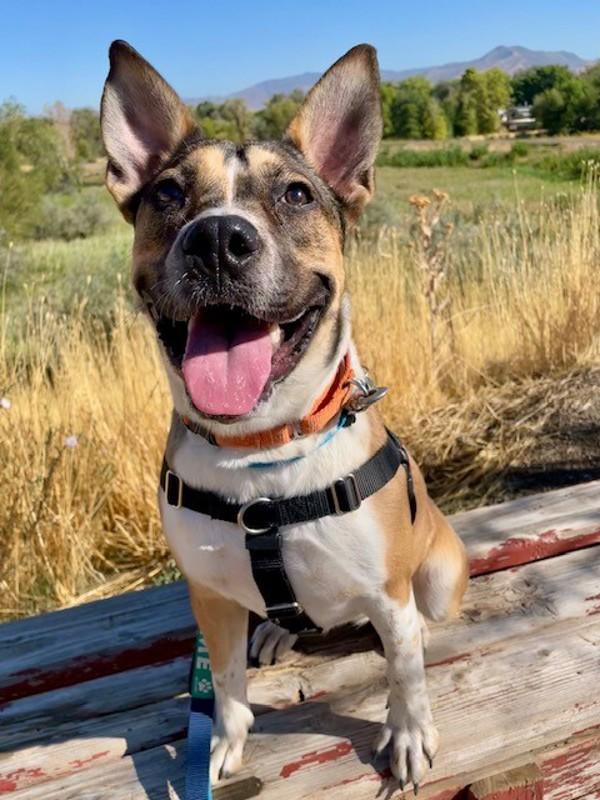 *Andie*, a Adoptable mixed breed in Salt Lake City, UT image 6/6