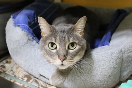 Enlarge Gladys, a Adoptable mixed breed in Kansas City, MO image 1/2