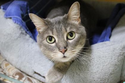 Enlarge Gladys, a Adoptable mixed breed in Kansas City, MO image 2/2