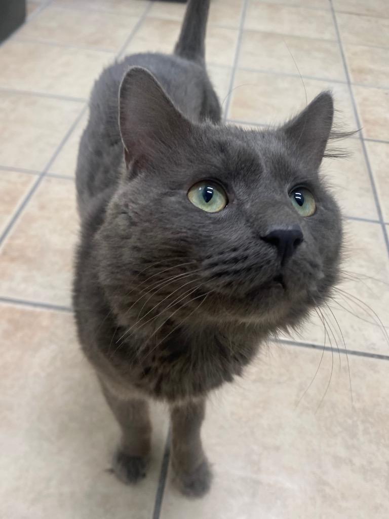Ridge, Adoptable, Young Male Domestic Short Hair.
