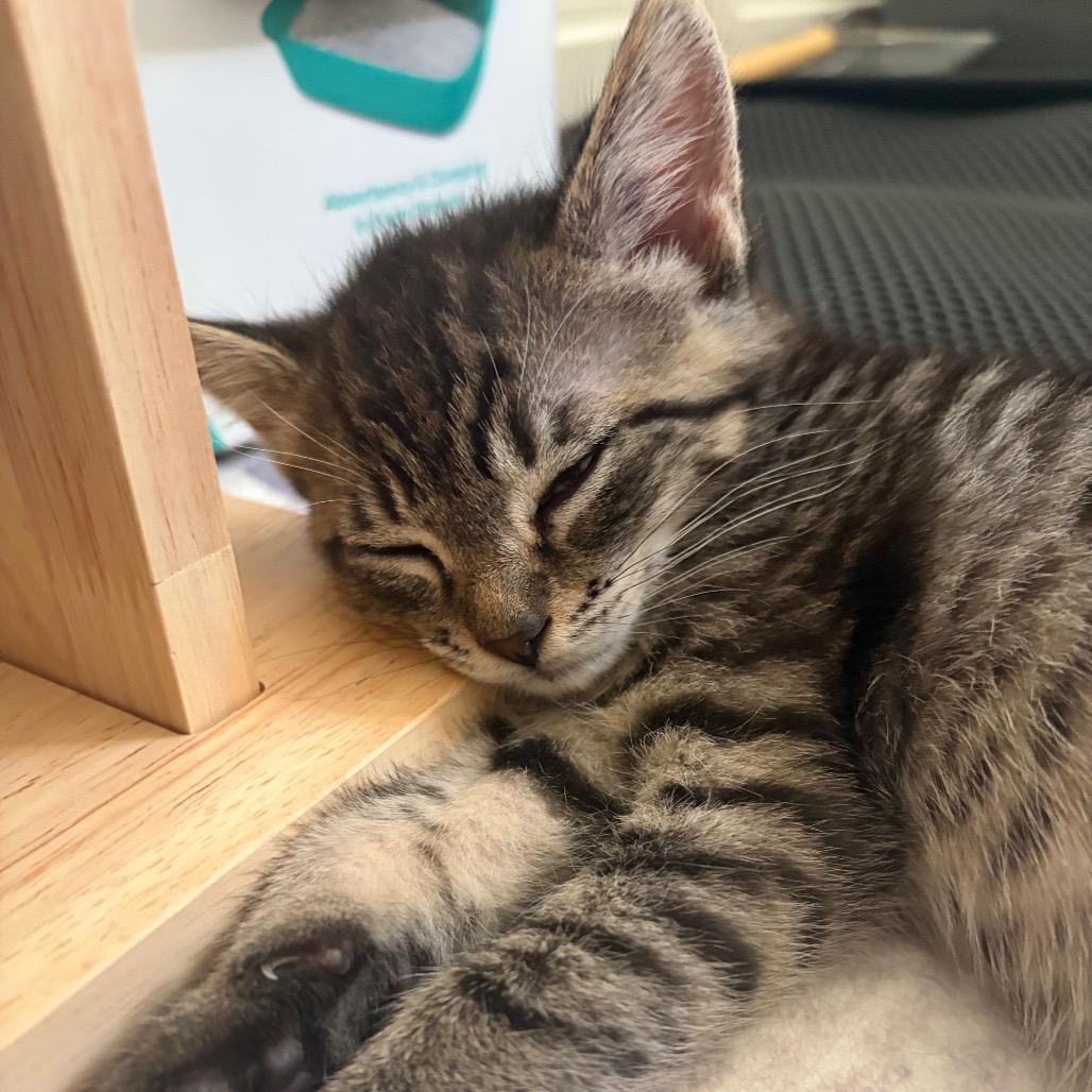 Samantha, Adoptable, Kitten Female Domestic Short Hair.