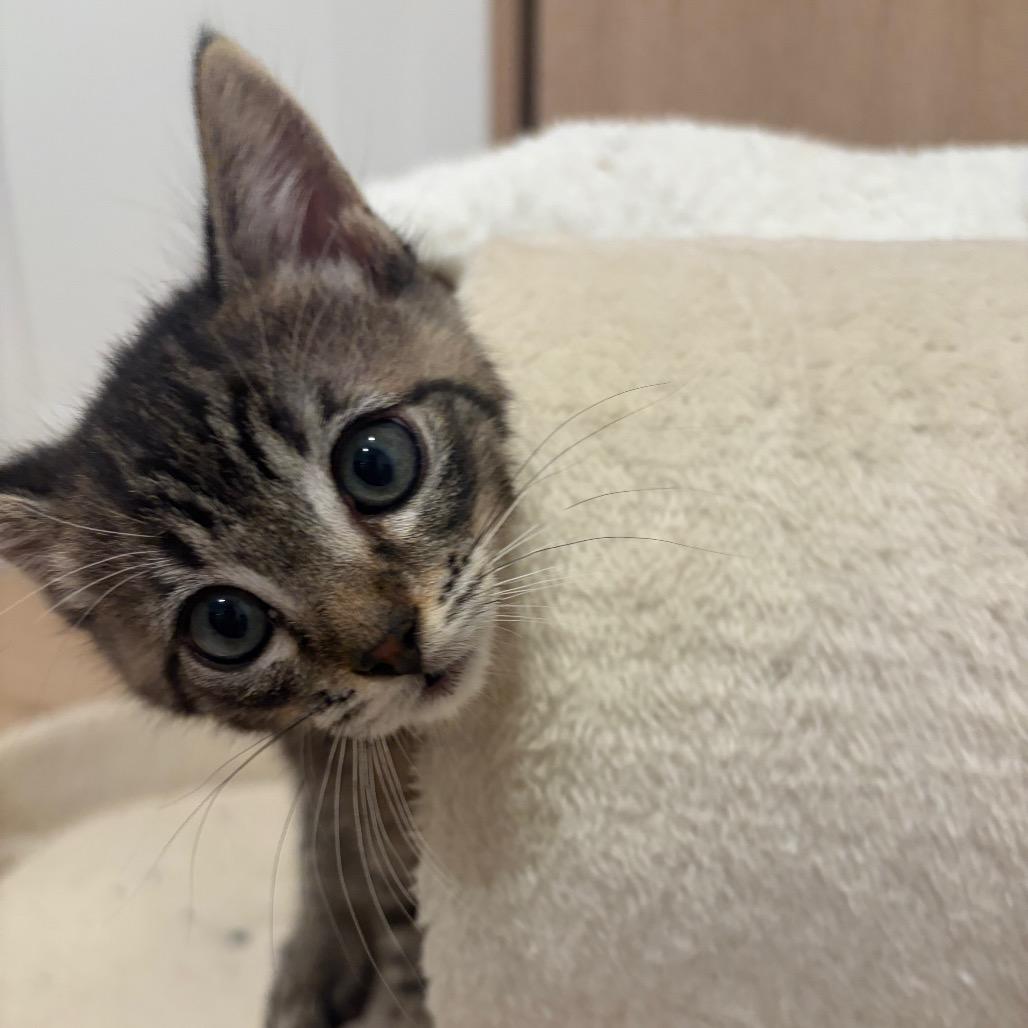 Enlarge Samantha, a Adoptable Domestic Short Hair in Escondido, CA image 4/6