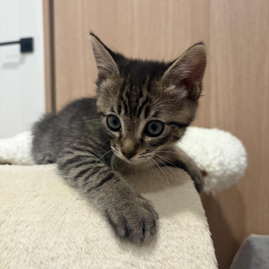 Enlarge Samantha, a Adoptable Domestic Short Hair in Escondido, CA image 5/6