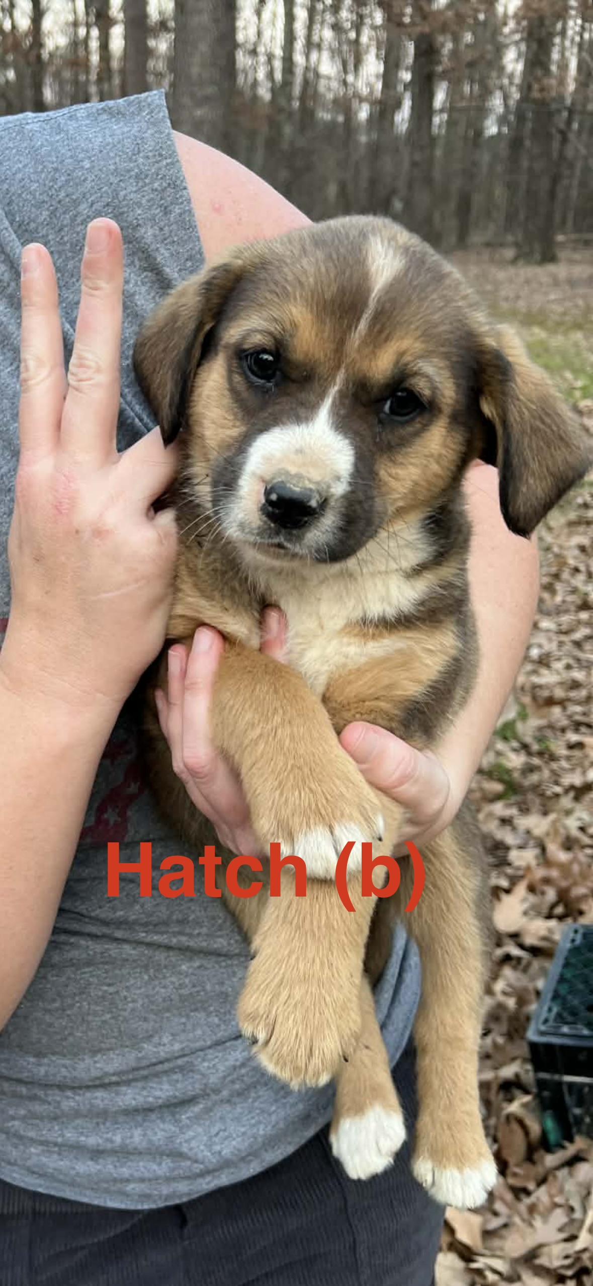 Hatch, Adoptable, Puppy Male Beagle.