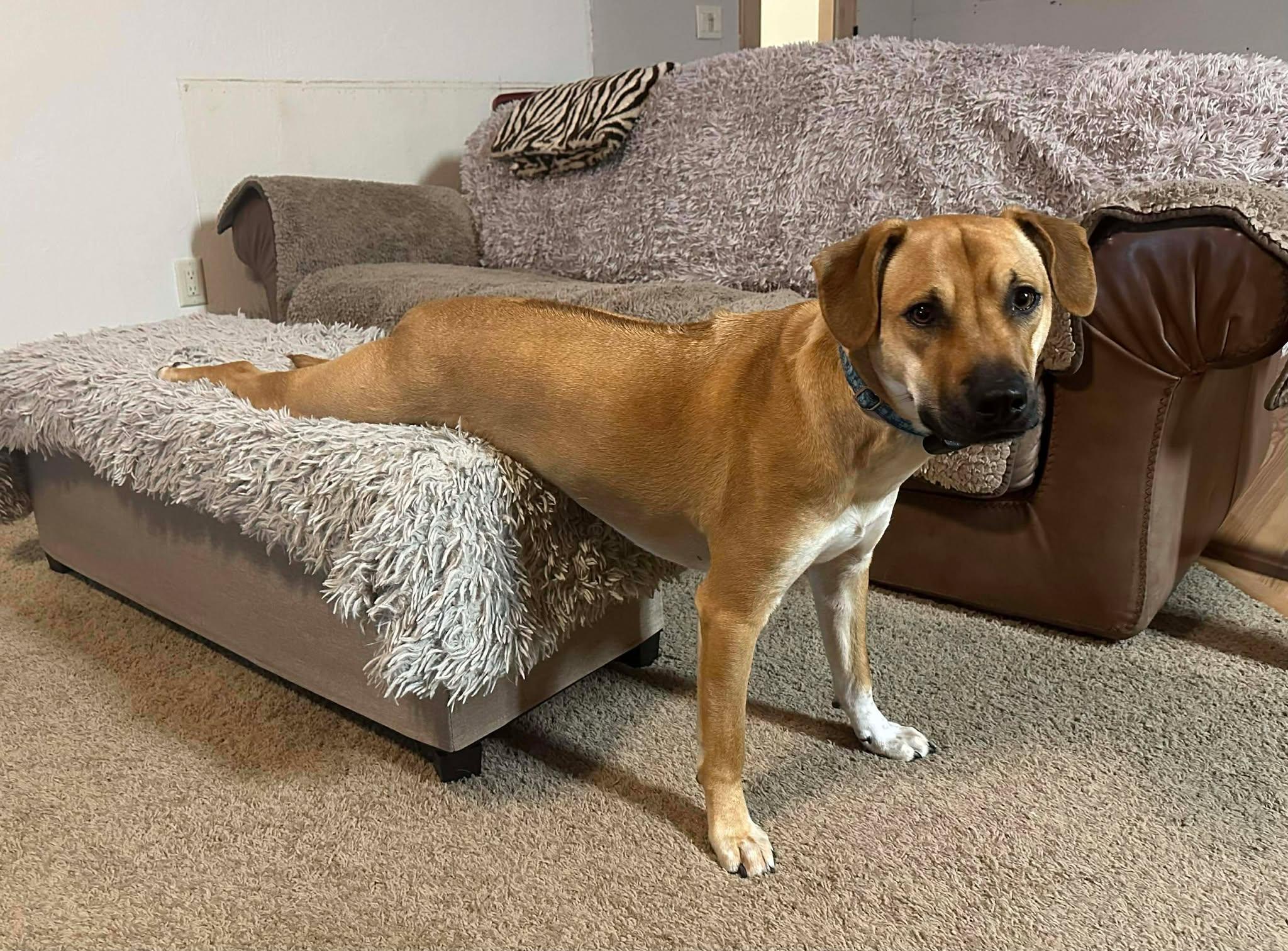 Enlarge Toby aka Trace, a Adoptable mixed breed in Oroville , CA image 4/6