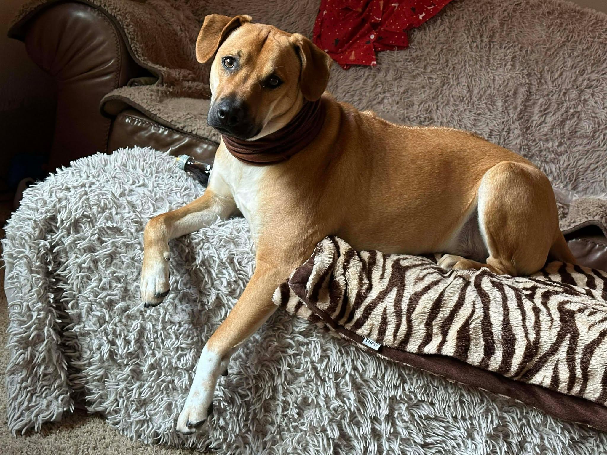 Enlarge Toby aka Trace, a Adoptable mixed breed in Oroville , CA image 5/6