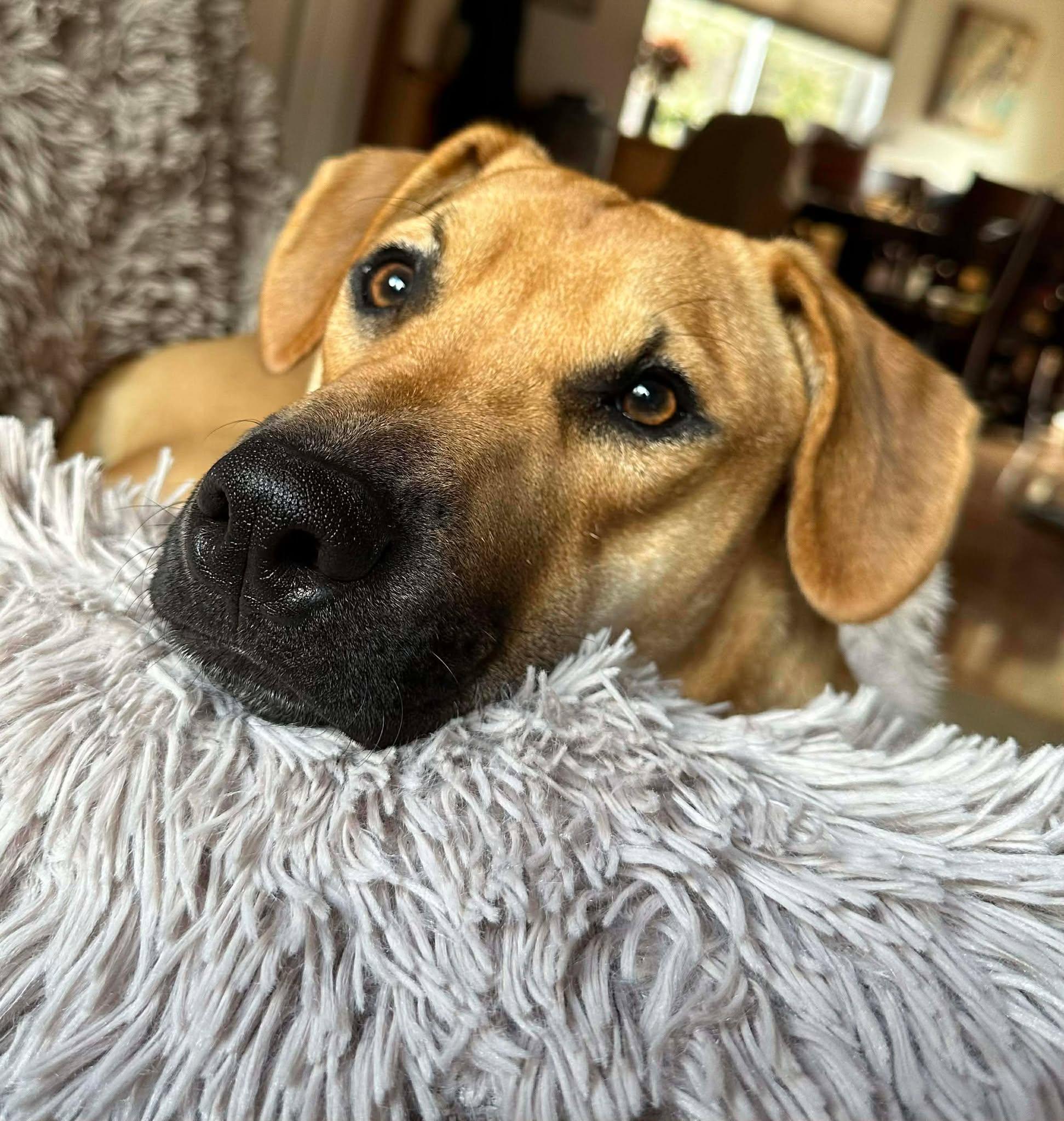 Enlarge Toby aka Trace, a Adoptable mixed breed in Oroville , CA image 3/6