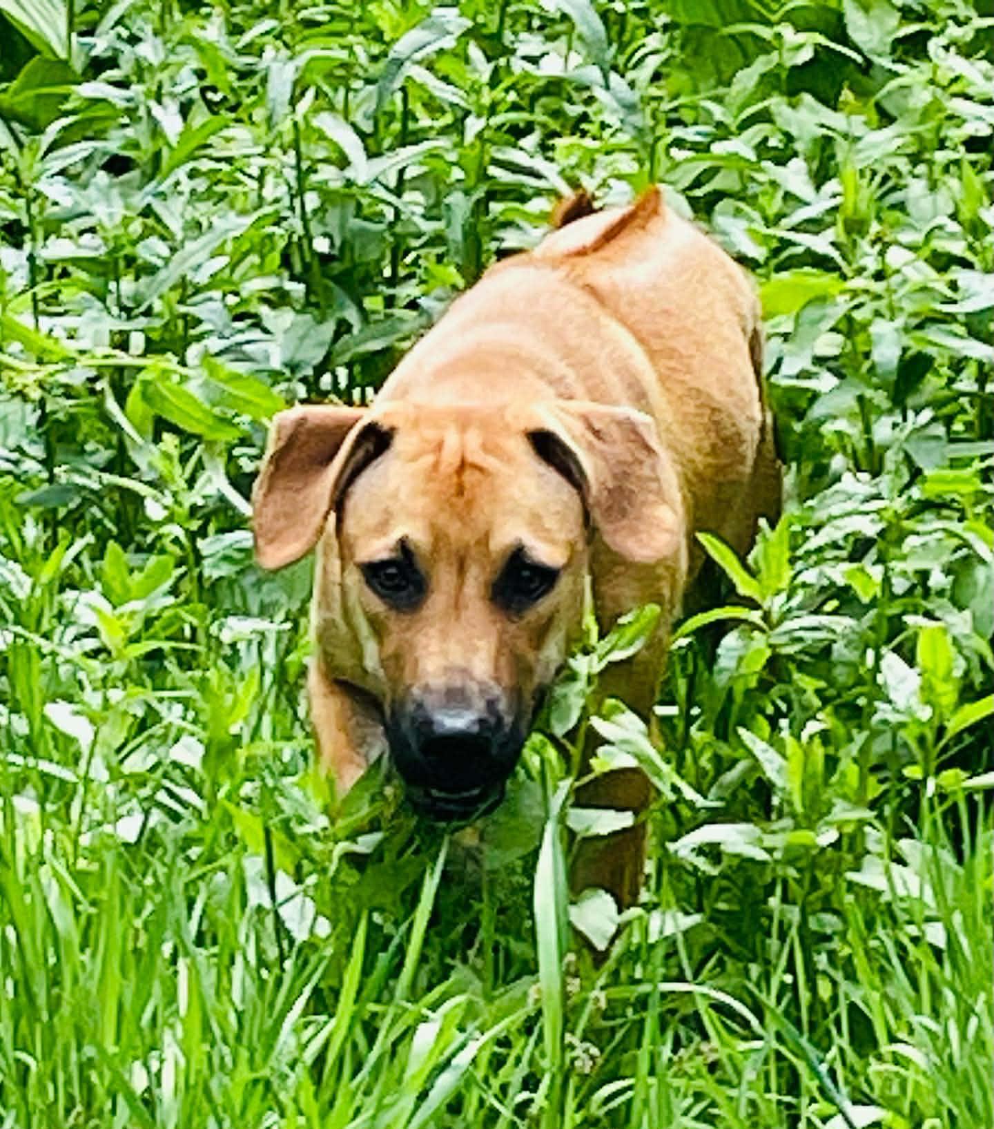 Toby aka Trace, Adoptable, Adult Male Rhodesian Ridgeback.