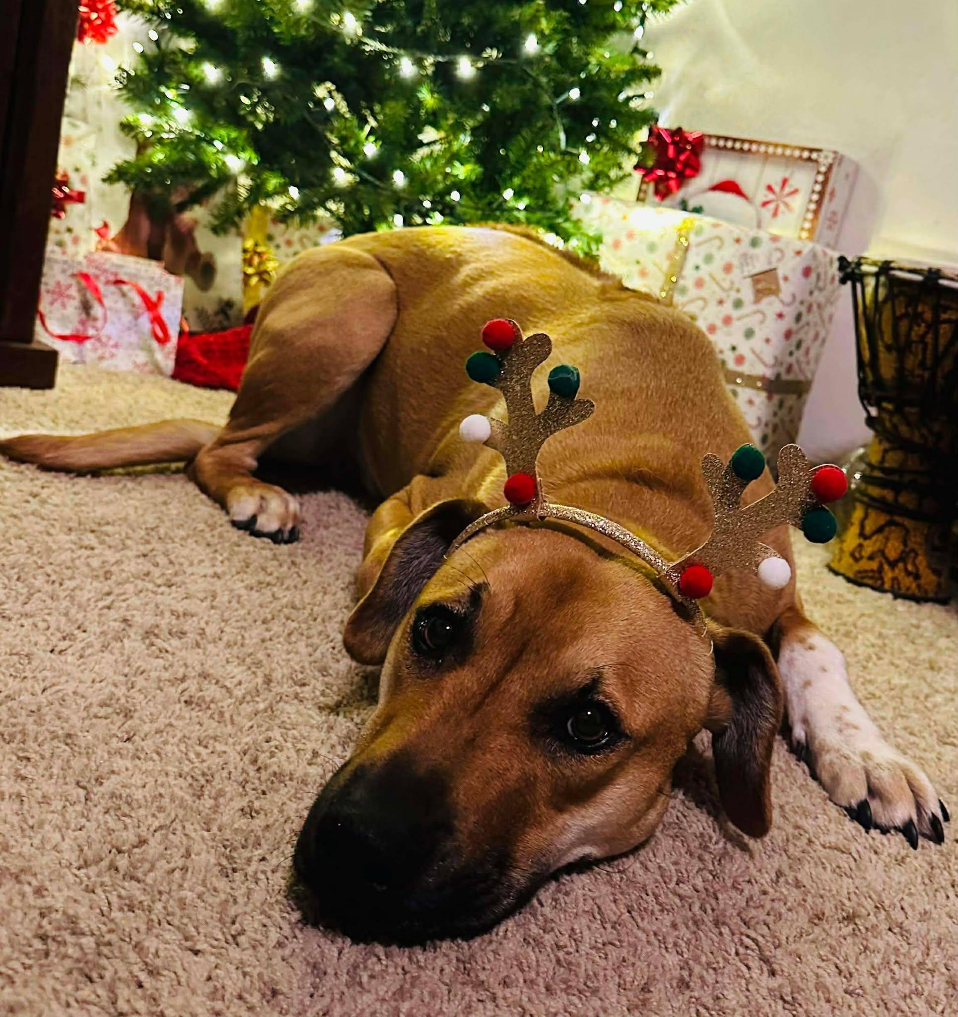 Enlarge Toby aka Trace, a Adoptable mixed breed in Oroville , CA image 2/6