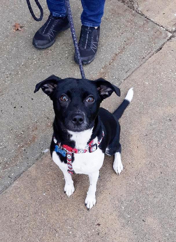 Enlarge Loo, a Adopted mixed breed in Rootstown, OH image 1/3
