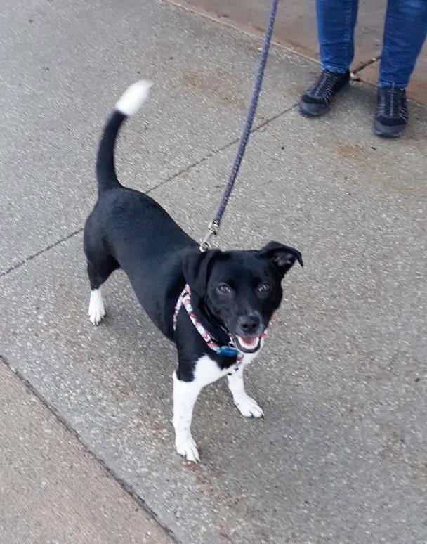 Enlarge Loo, a Adopted mixed breed in Rootstown, OH image 2/3