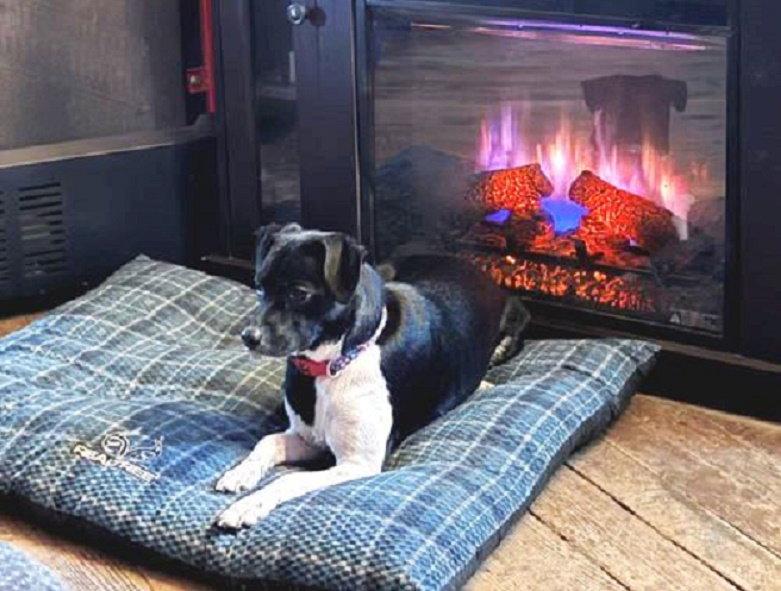 Enlarge Loo, a Adopted mixed breed in Rootstown, OH image 3/3