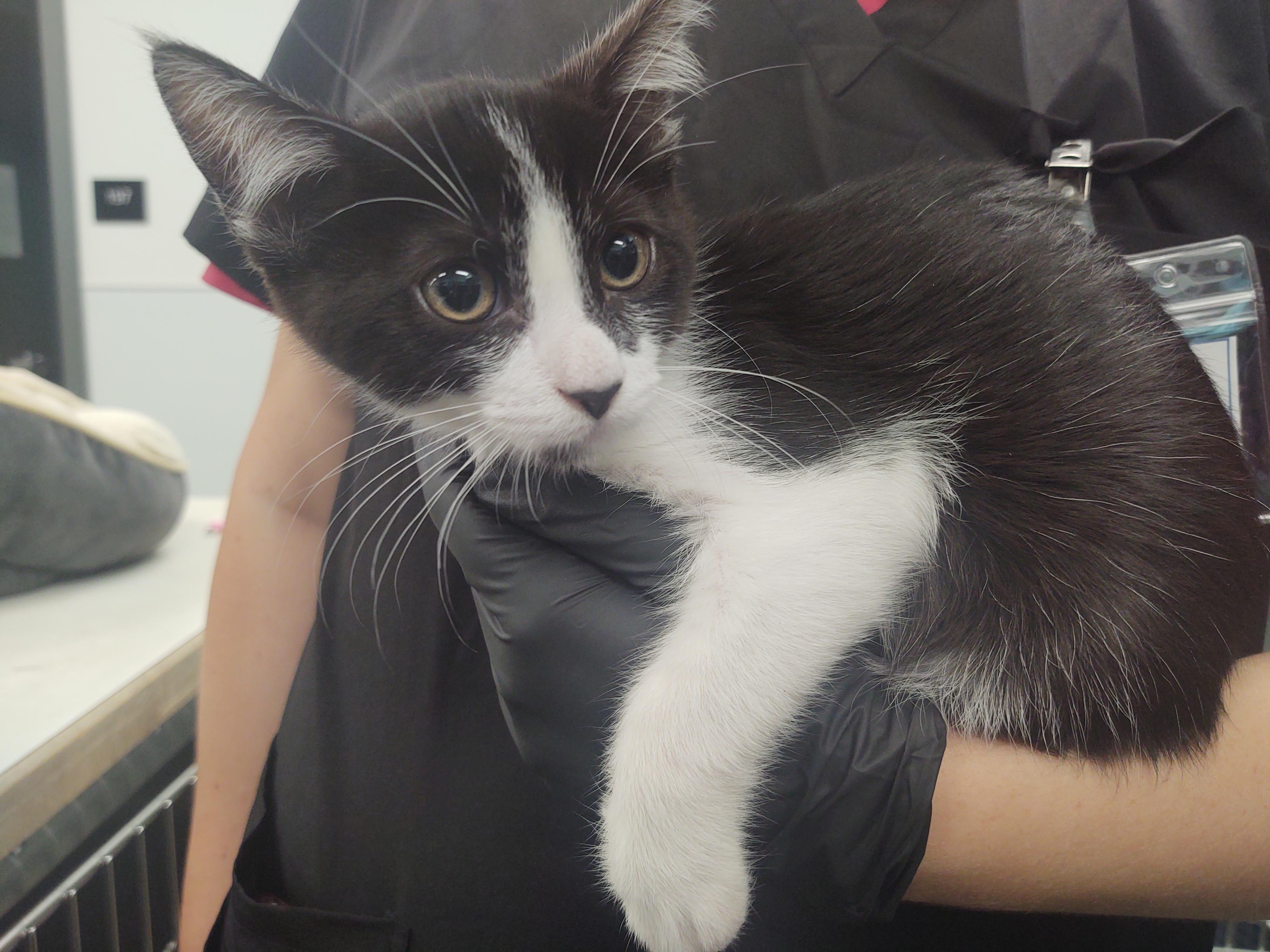 Mr. Smithers, Adoptable, Kitten Male Domestic Short Hair.
