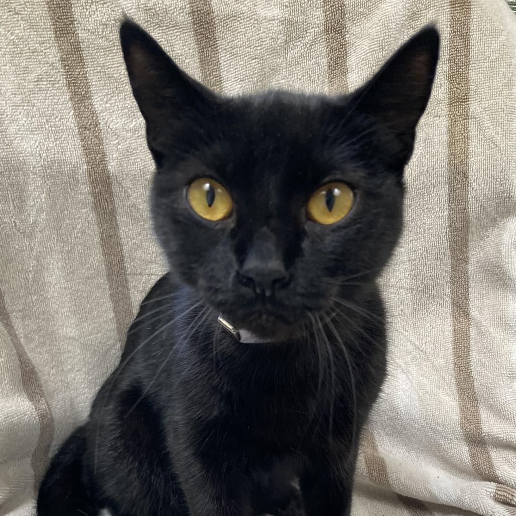 Enlarge Goldie, a Adoptable Domestic Short Hair in Hawthorne, CA image 1/1