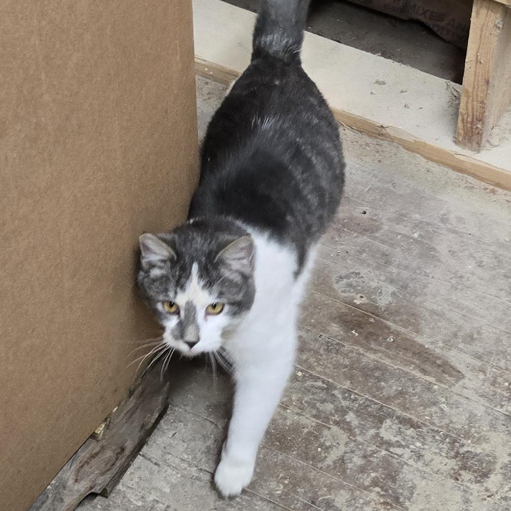 Enlarge Found 31st street NE Rochester MN, a Adoptable Domestic Short Hair in Rochester, MN image 1/1